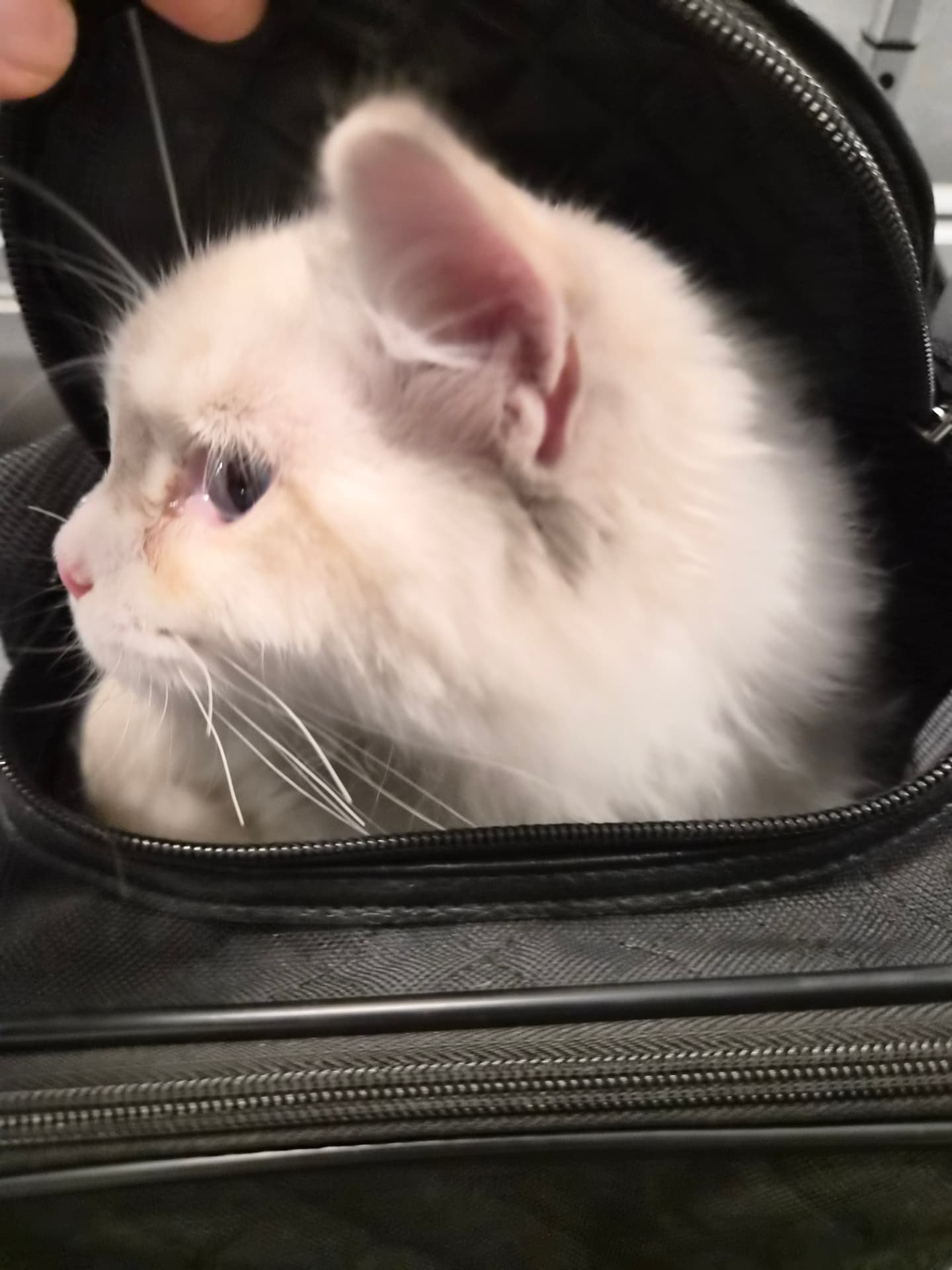 A fluffy kitten peeking out for takeoff