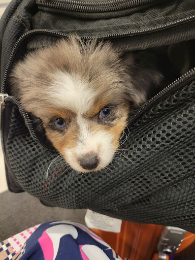 A curious blue-eyed traveler ready to board