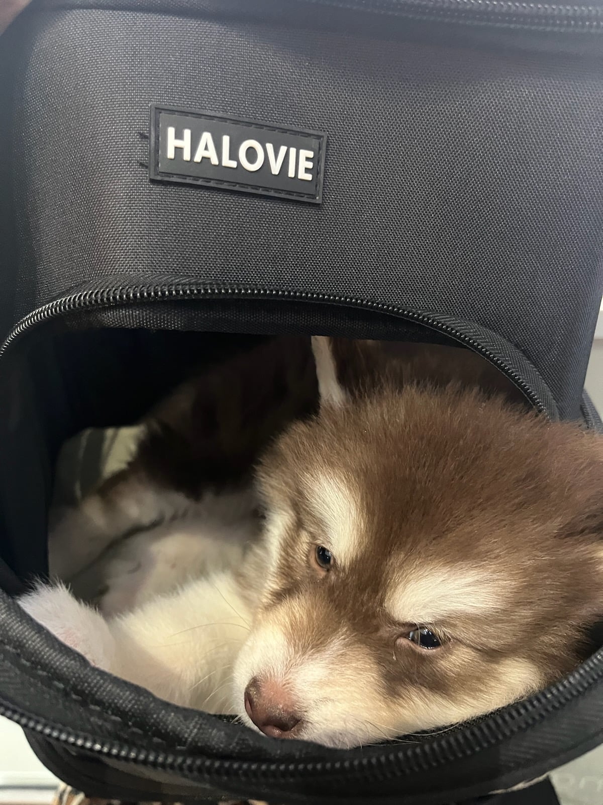 Settled in and cozy for the flight