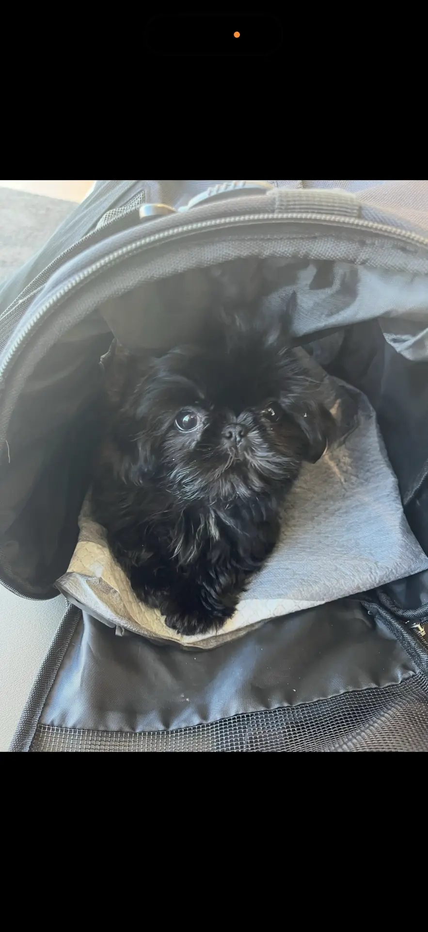 Comfy in the carrier, ready to go