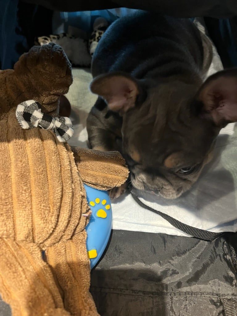 Home stretch with a new travel buddy
