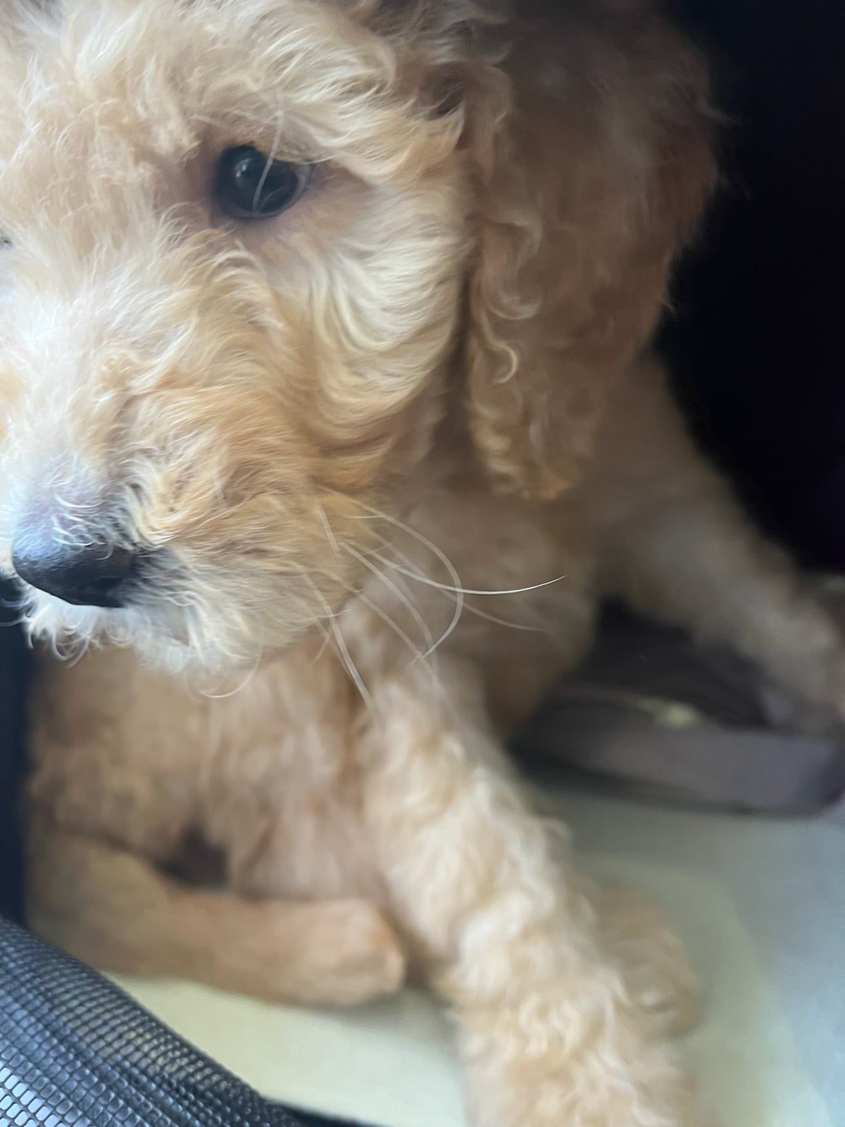 A curly traveler peeking out mid-journey